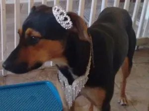 Cachorro raça Raça indefinida idade 1 ano nome Pantera