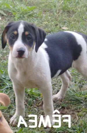Cachorro raça SRD idade 2 a 6 meses nome Filhotinhas