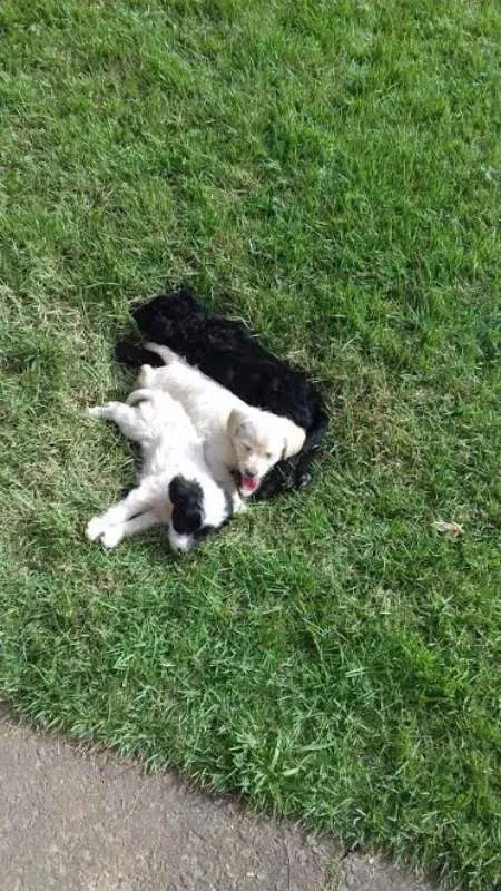 Cachorro raça  idade 2 a 6 meses nome pretinhos