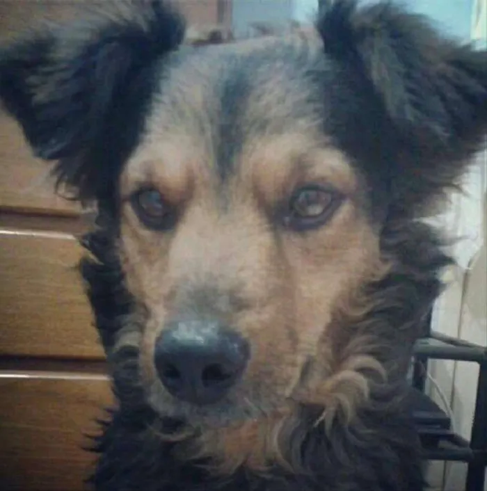Cachorro ra a Vira lata idade 6 ou mais anos nome Brad