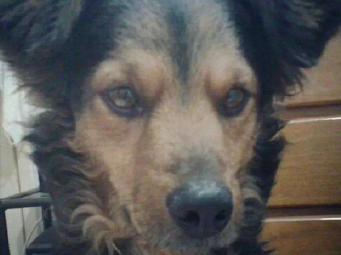 Cachorro ra a Vira lata idade 6 ou mais anos nome Brad