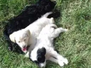 Cachorro raça  idade 2 a 6 meses nome pretinhos