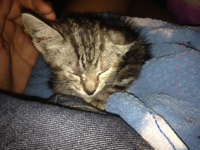 Gato ra a Indefinida idade Abaixo de 2 meses nome Não tem nome 