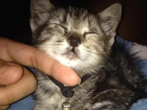 Gato raça Indefinida idade Abaixo de 2 meses nome Não tem nome 