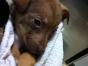 Cachorro raça Indefinida idade Abaixo de 2 meses nome Não tem nome