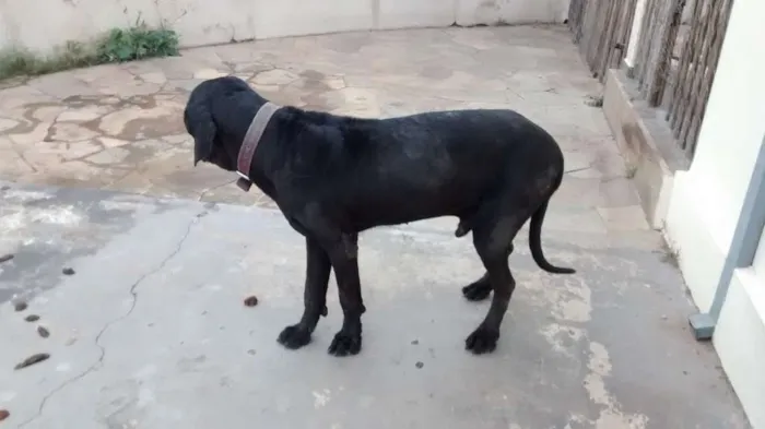 Cachorro ra a fila brasileiro idade 6 ou mais anos nome kuro