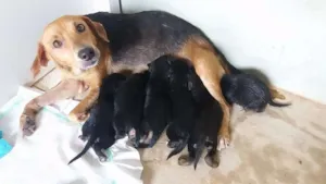 Cachorro raça vira lata idade Abaixo de 2 meses nome filhotes 