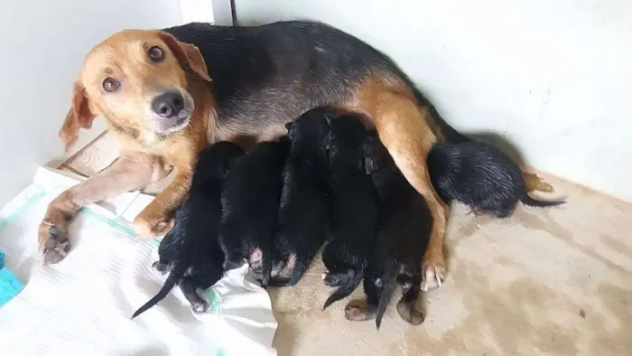 Cachorro ra a vira lata idade Abaixo de 2 meses nome filhotes 
