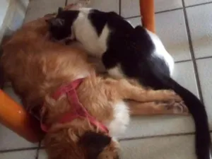 Gato raça Viralata idade 7 a 11 meses nome Jhonny, Cristal, Luna,Leon,Luz,Rubi,Branca,Ton,Jherry,Paco,Lilica,Estrela,Apolo
