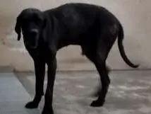 Cachorro raça fila brasileiro idade 6 ou mais anos nome kuro