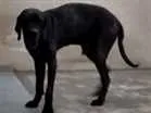 Cachorro raça fila brasileiro idade 6 ou mais anos nome kuro