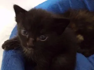 Gato raça  idade Abaixo de 2 meses nome São Filhotes