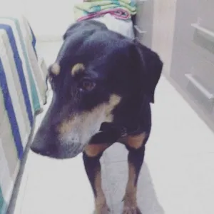 Cachorro raça Vira lata/rottweiler idade 6 ou mais anos nome Estrela