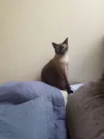 Kika