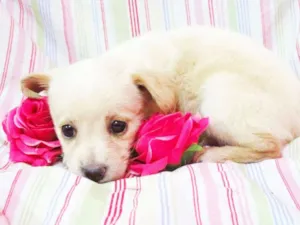 Cachorro raça indefinida idade Abaixo de 2 meses nome Hinata