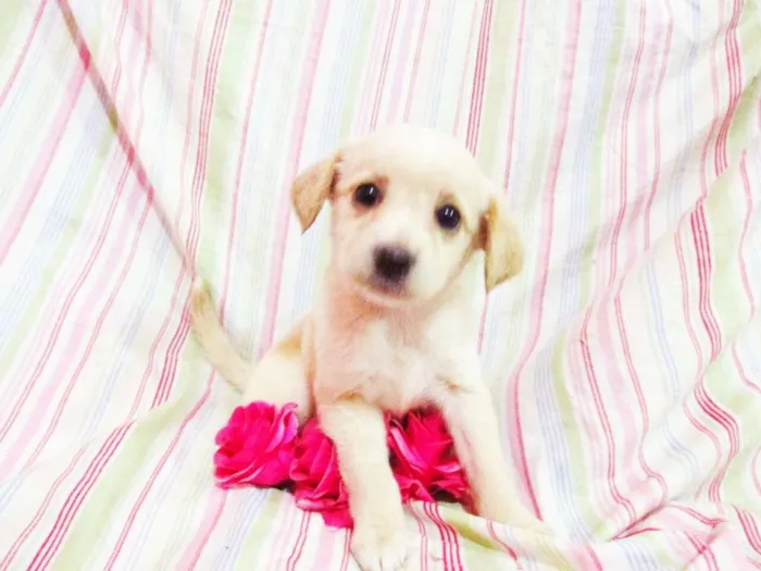 Cachorro raça indefinida idade Abaixo de 2 meses nome Hinata
