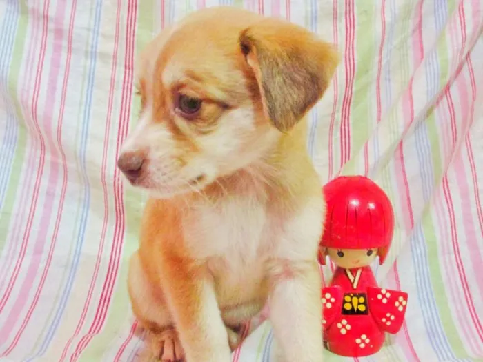 Cachorro raça indefinida idade Abaixo de 2 meses nome Ariel