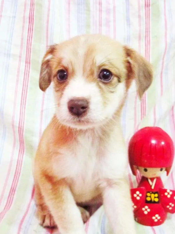 Cachorro raça indefinida idade Abaixo de 2 meses nome Ariel