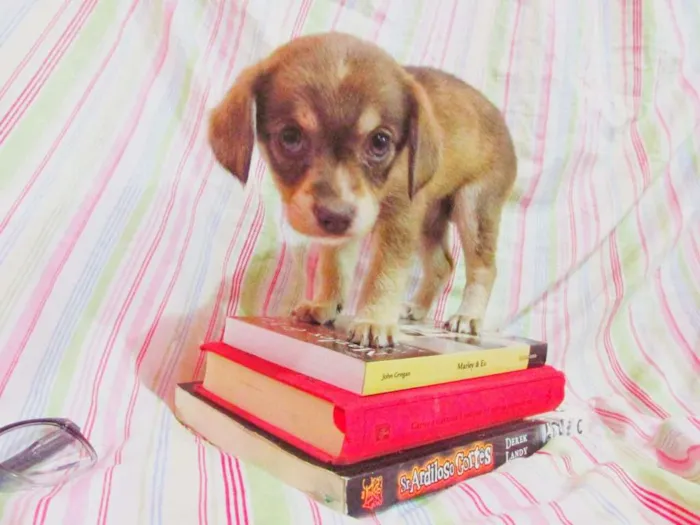 Cachorro raça indefinida idade Abaixo de 2 meses nome Bela