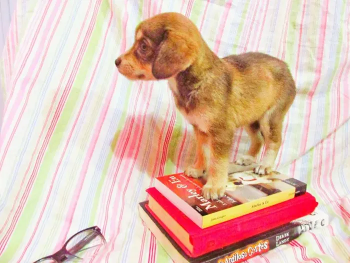 Cachorro raça indefinida idade Abaixo de 2 meses nome Bela