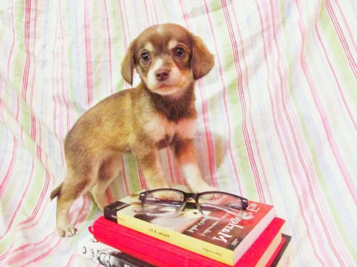 Cachorro raça indefinida idade Abaixo de 2 meses nome Bela