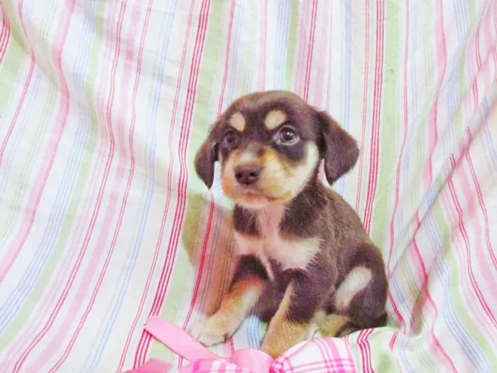 Cachorro raça indefinida idade Abaixo de 2 meses nome Bandida