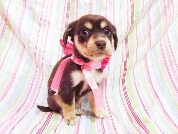 Cachorro raça indefinida idade Abaixo de 2 meses nome Bandida