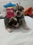 Macho