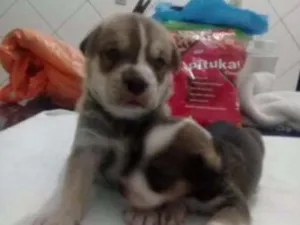 Cachorro raça Srd idade Abaixo de 2 meses nome Macho