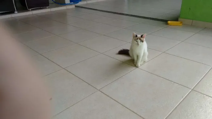 Gato ra a mestiço idade 2 a 6 meses nome Snow