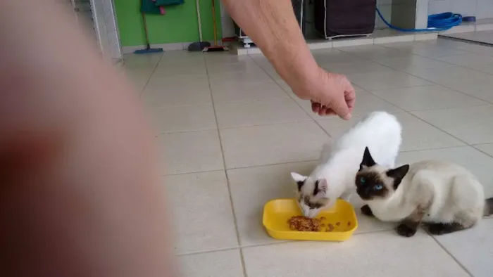Gato ra a mestiço idade 2 a 6 meses nome Yuki