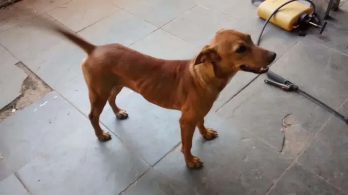 Cachorro raça Labrador/Vira lata idade 7 a 11 meses nome Lady