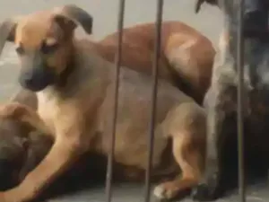 Cachorro raça Nao definida idade 2 a 6 meses nome James o pretinho