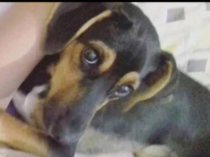 Cachorro ra a Raça indefinida idade 1 ano nome Pantera