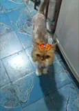 Millu