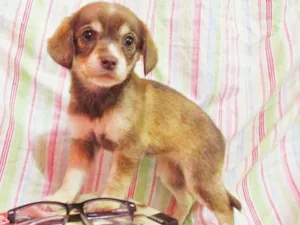 Cachorro raça indefinida idade Abaixo de 2 meses nome Bela