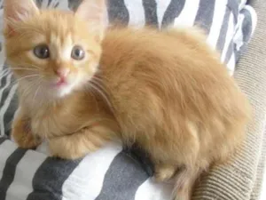 Gato raça  idade 2 a 6 meses nome ruivinhocomum