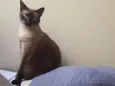 Kika