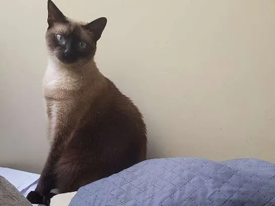 Gato ra a Siamesa idade 1 ano nome Kika