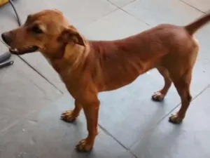 Cachorro raça Labrador/Vira lata idade 7 a 11 meses nome Lady