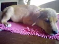 bolinha