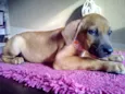 bolinha