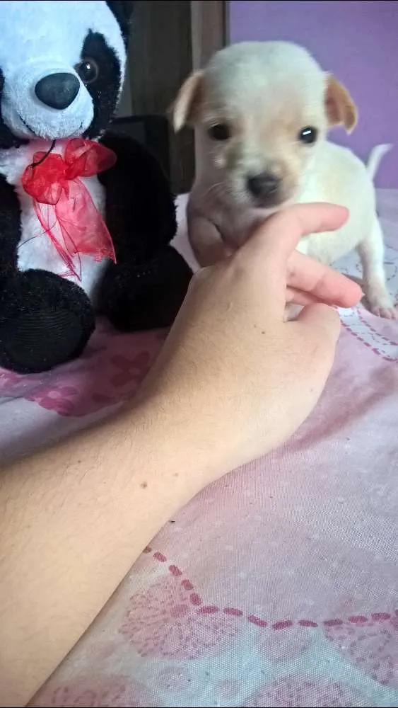 Cachorro raça Indefinida idade Abaixo de 2 meses nome Albina 