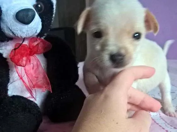 Cachorro raça Indefinida idade Abaixo de 2 meses nome Albina 