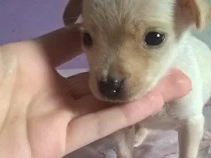 Cachorro raça Indefinida idade Abaixo de 2 meses nome Albina 