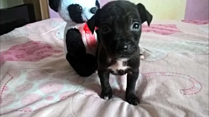 Cachorro raça Indefinida  idade Abaixo de 2 meses nome Luna