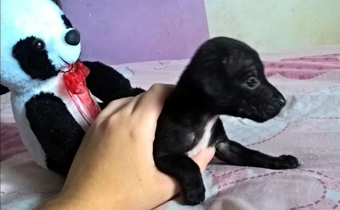 Cachorro raça Indefinida  idade Abaixo de 2 meses nome Luna