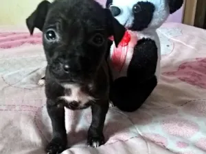Cachorro raça Indefinida  idade Abaixo de 2 meses nome Luna