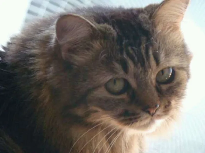 Gato ra a SRD idade 6 ou mais anos nome Mel e Pepê