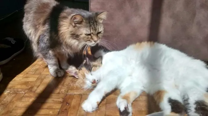 Gato ra a SRD idade 6 ou mais anos nome Mel e Pepê